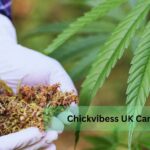 Chickvibess UK Cannabis