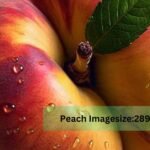 Peach Imagesize:2894x4686