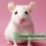 Animal:Yzozt5bfcfa= Mouse